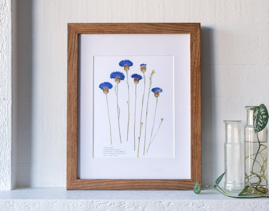 Pressed flower art print showing a group of 6 blue cornflowers that have been pressed an arranged in a herbarium style. The flower name and language of flowers symbolism is typed in the bottom left of the print. Print is displayed on a mantle with a wooden frame and white matte boarder.