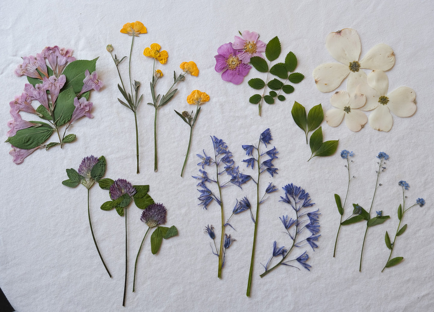 Vancouver Botanical Art Workshop | Learn to Create Pressed Flower Art, July 20