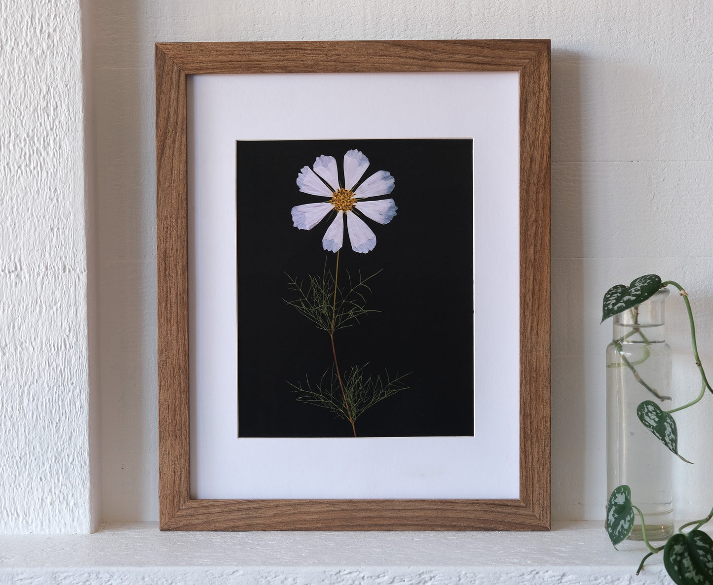 Single White Cosmos Pressed Flower Art Print with Black Background