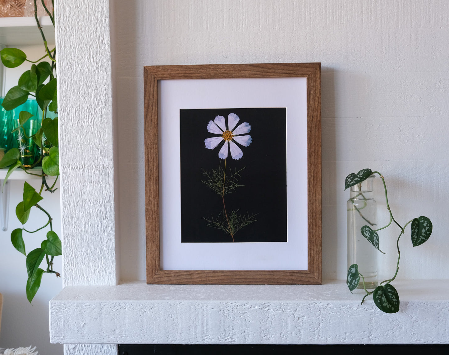 Single White Cosmos Pressed Flower Art Print with Black Background