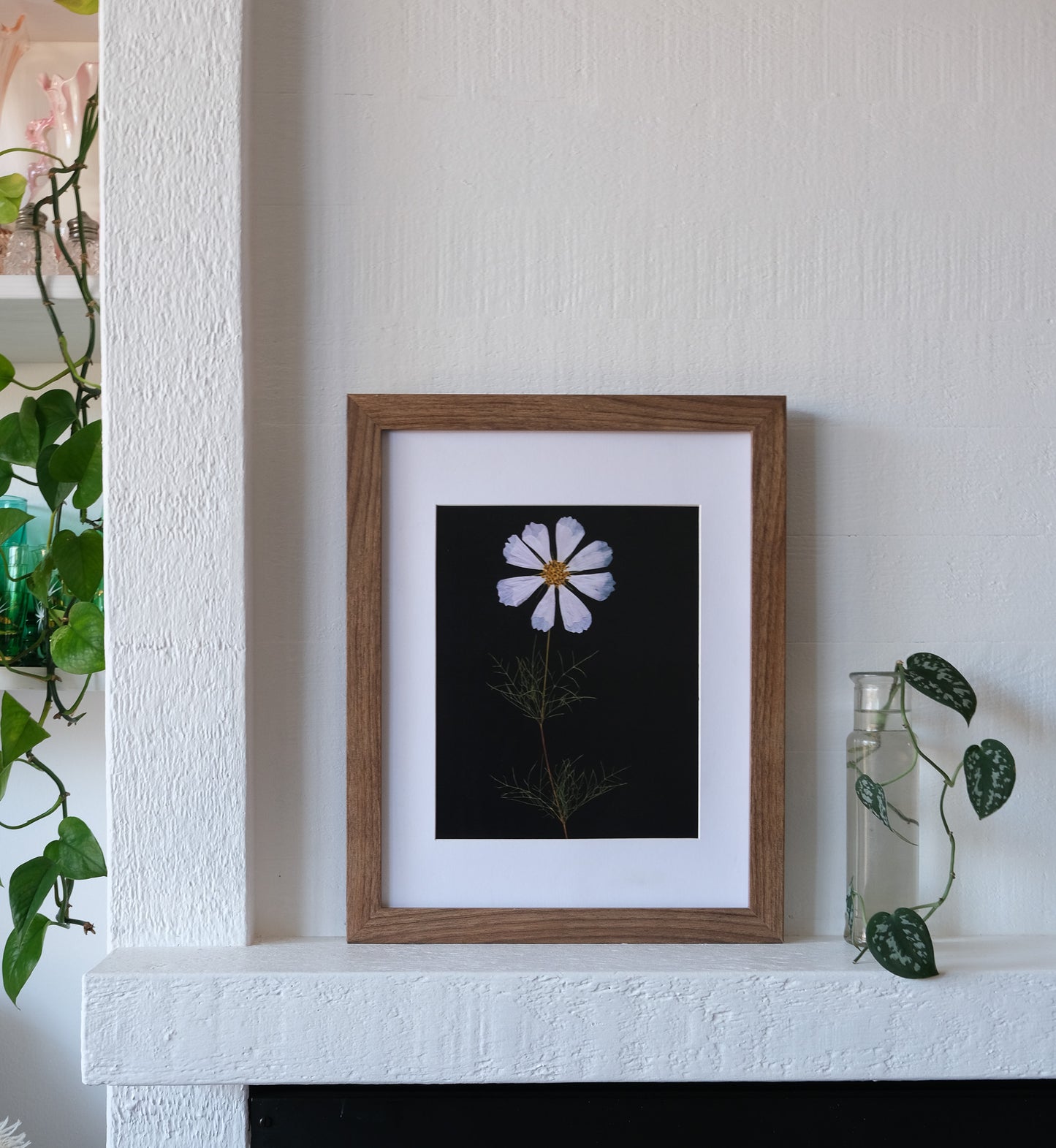 Single White Cosmos Pressed Flower Art Print with Black Background