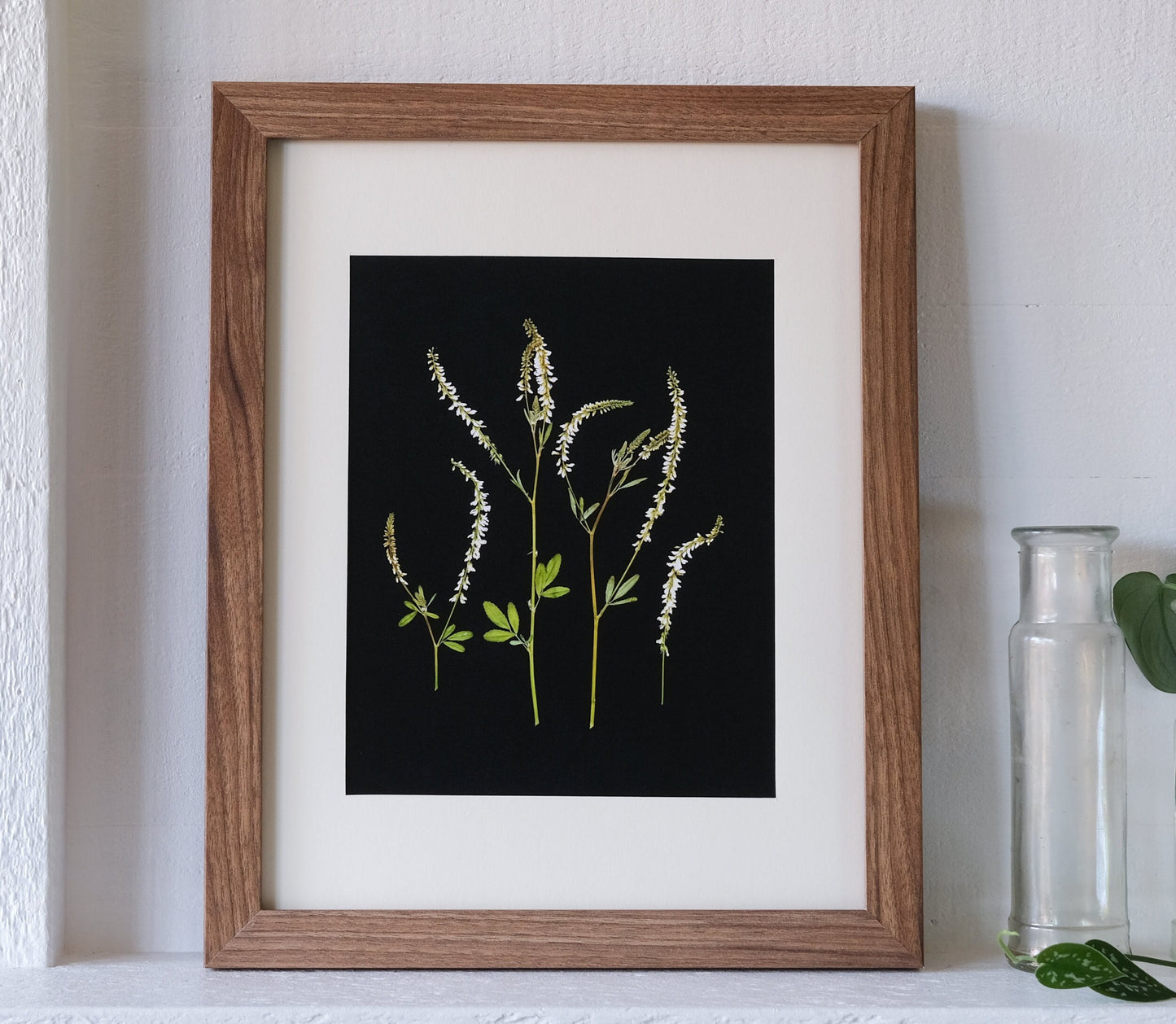 White sweet clover pressed 8x10 art print on a black background.