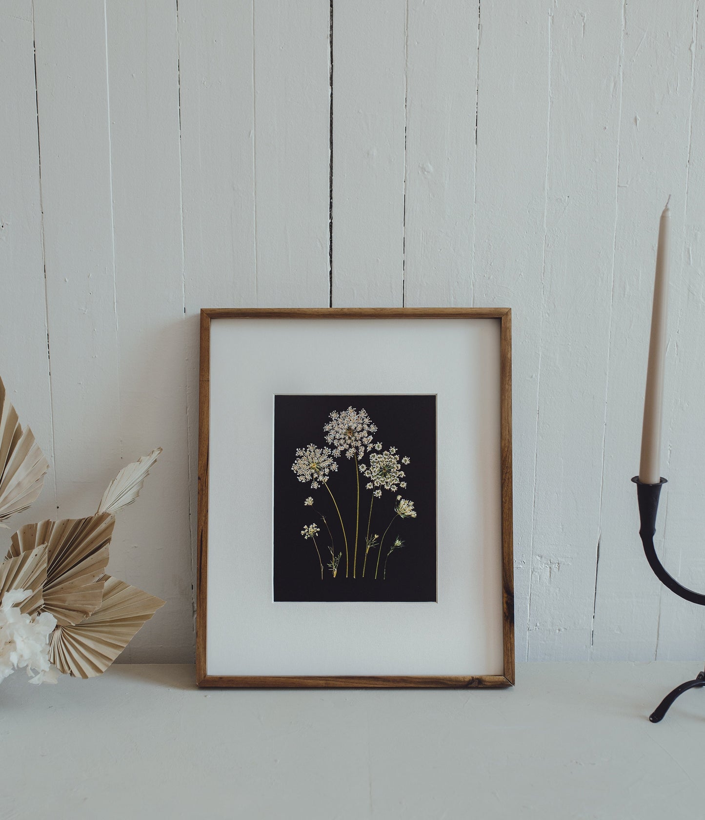 Queen Anne's Lace Pressed Flower Print on Black Background