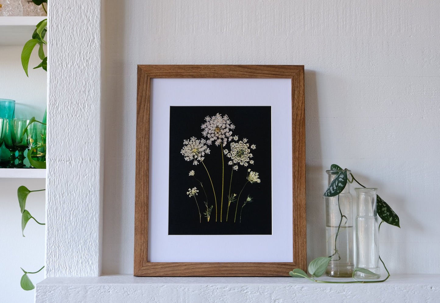 Queen Anne's Lace Pressed Flower Print on Black Background