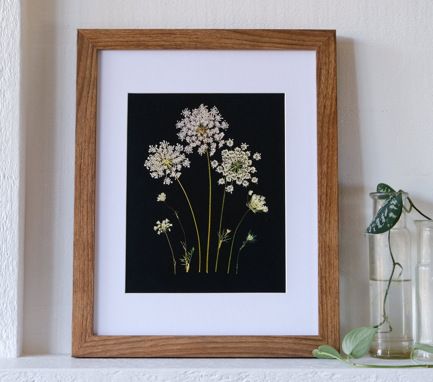 Queen Anne's Lace Pressed Flower Print on Black Background
