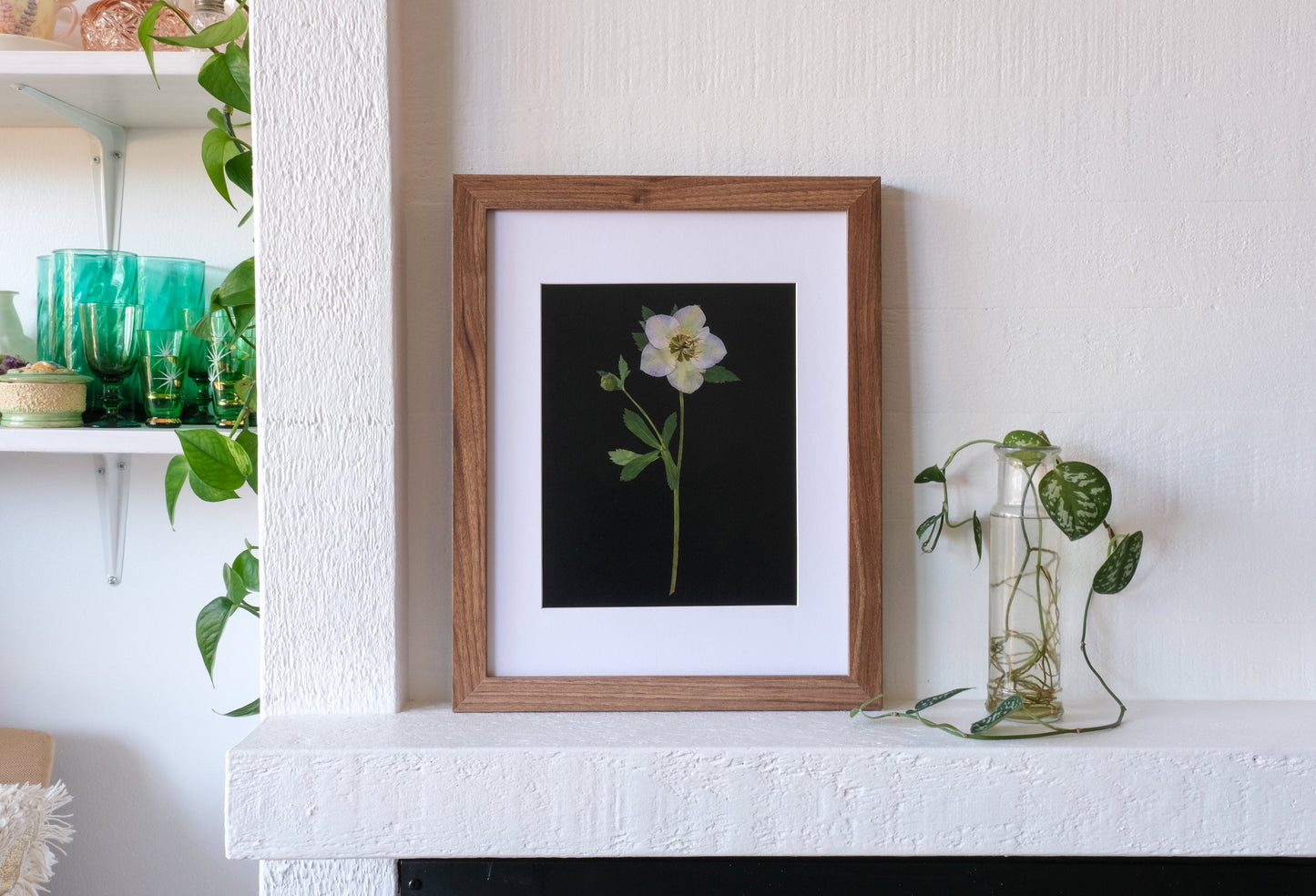 Pressed Hellebore Flower Art Print with Black Background | 8x10
