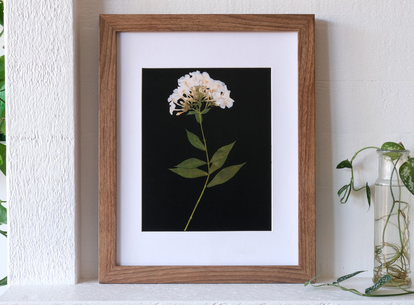 White Phlox Pressed Flower Print on Black Background