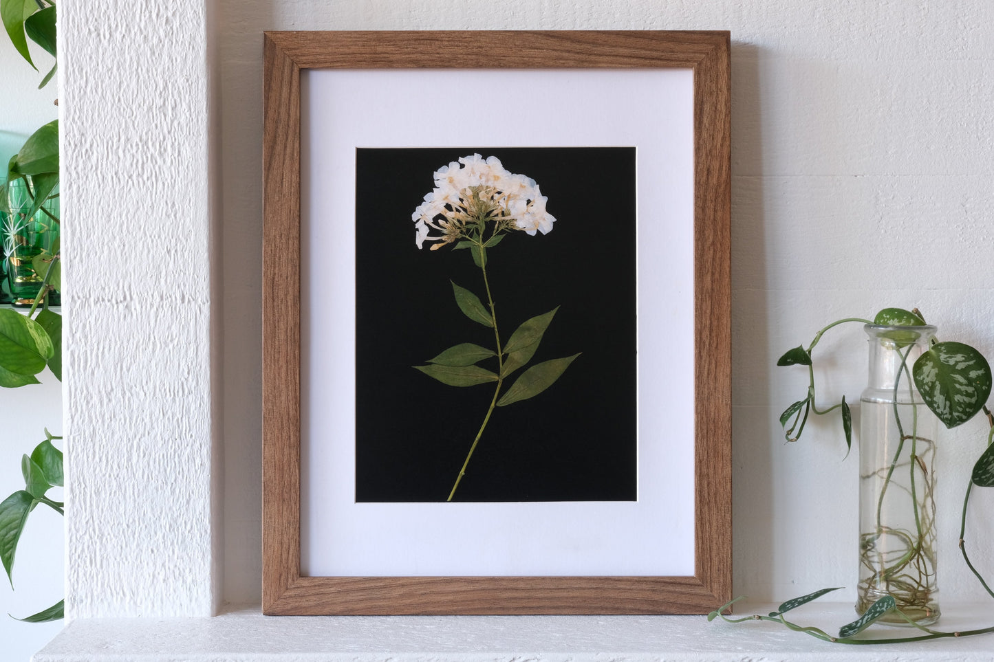 White Phlox Pressed Flower Print on Black Background