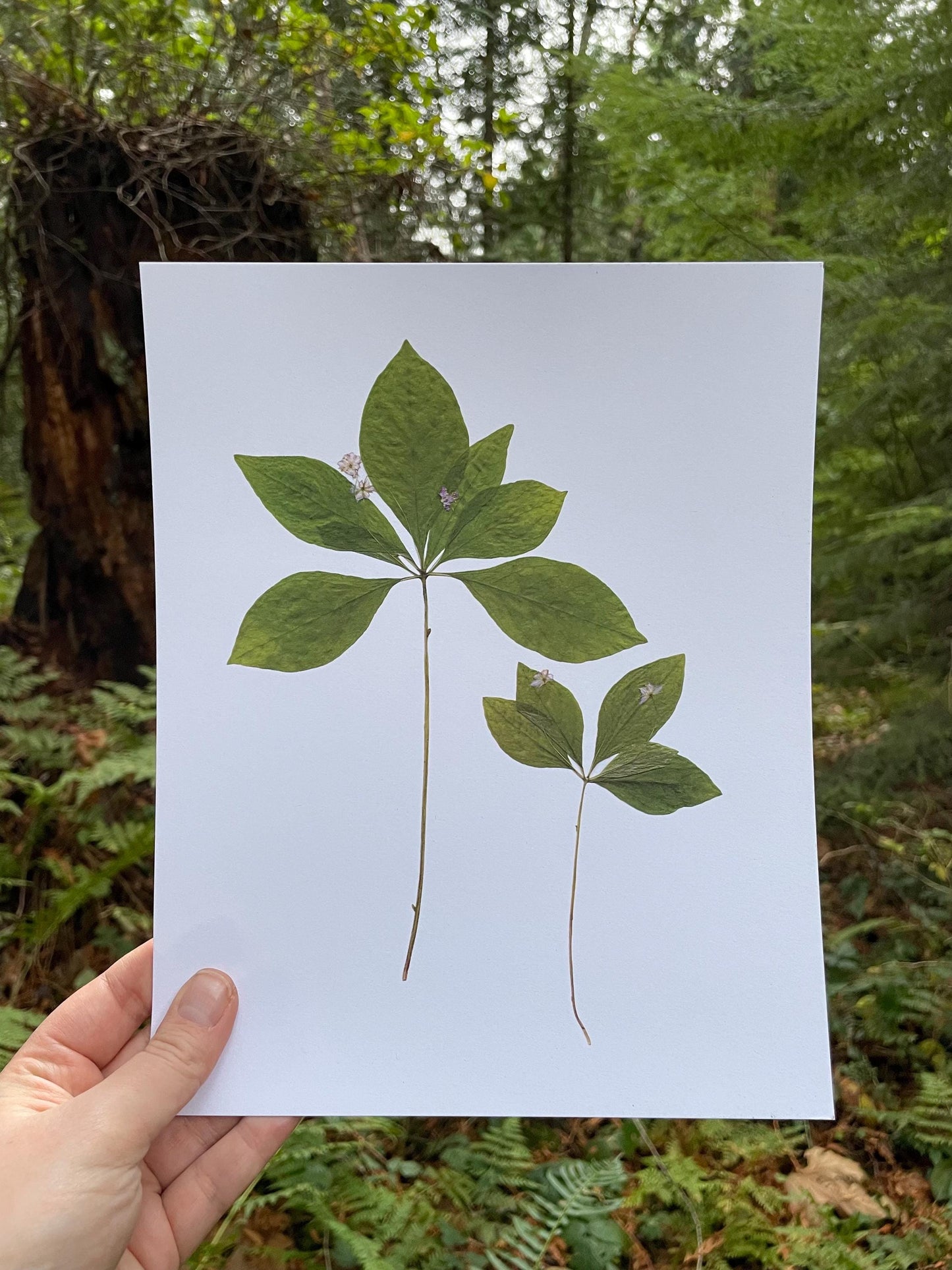 Pressed Western Starflower Art Print | West Coast Native Plant