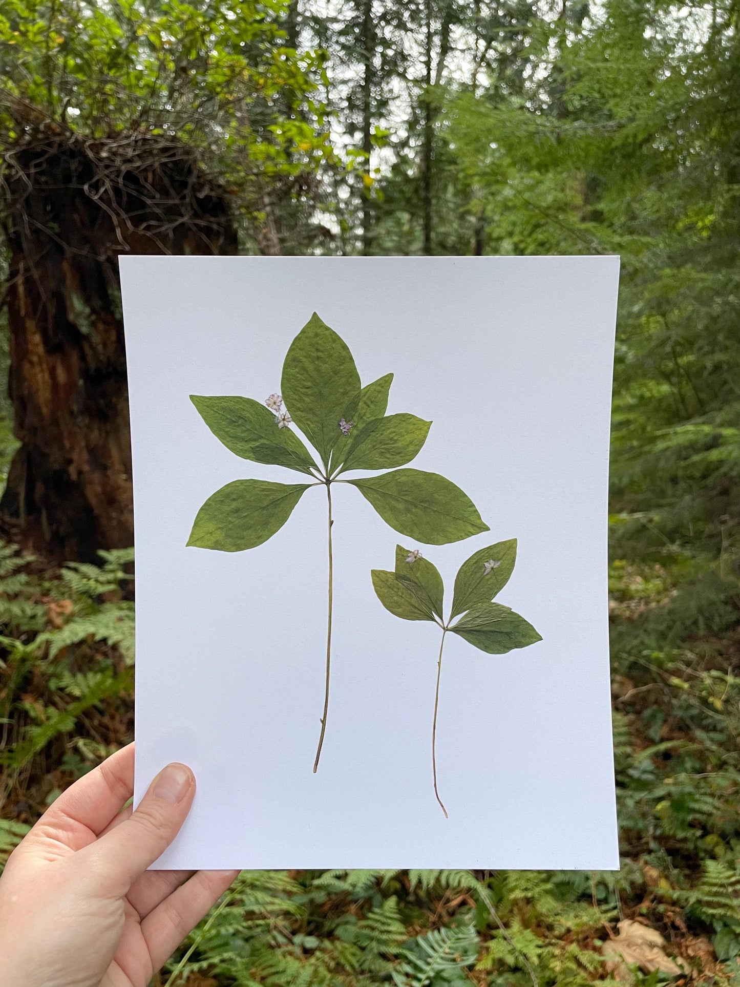 Pressed Western Starflower Art Print | West Coast Native Plant