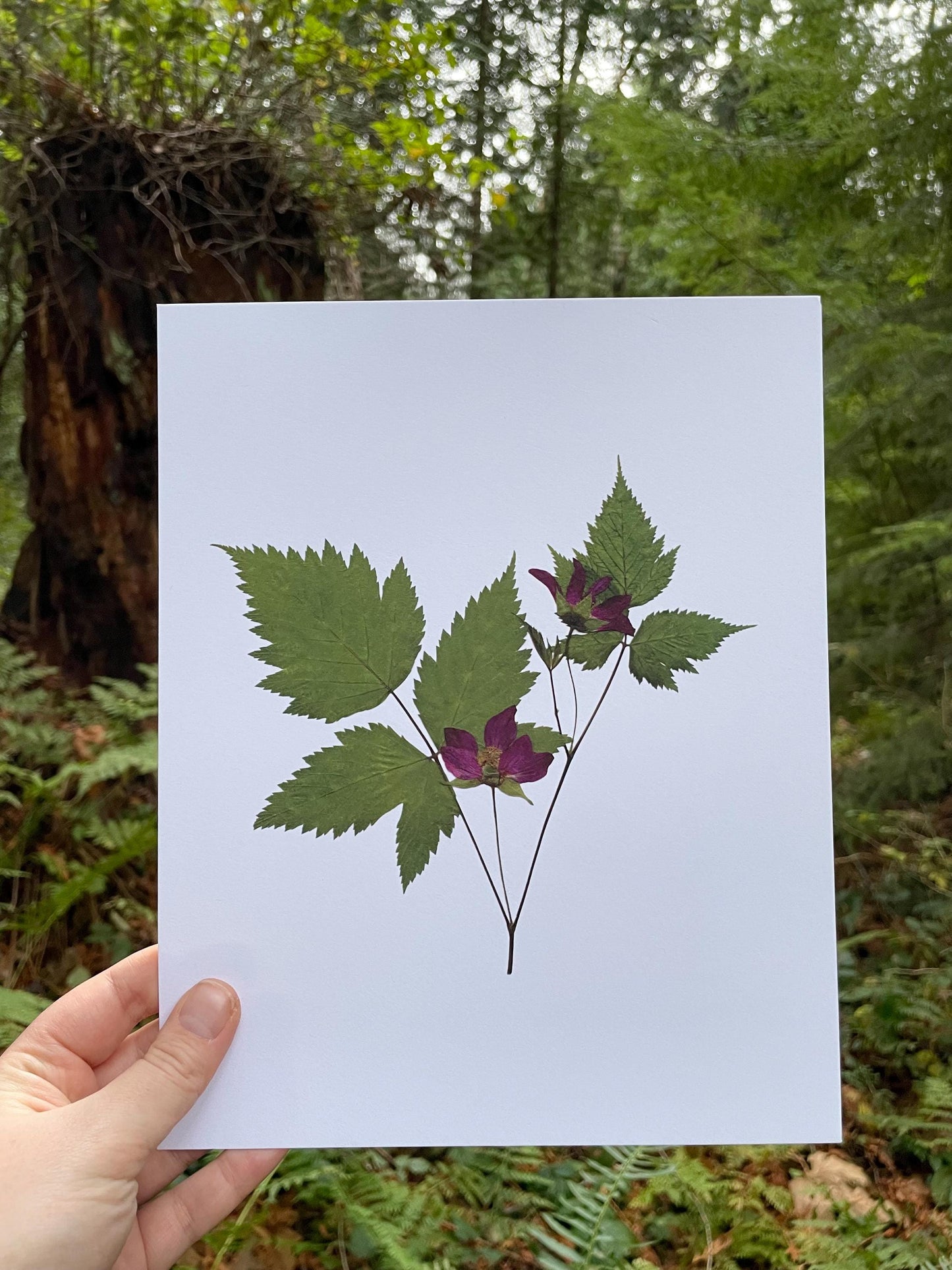 Pressed Salmonberry Flower Print | West Coast Native Plant Collection