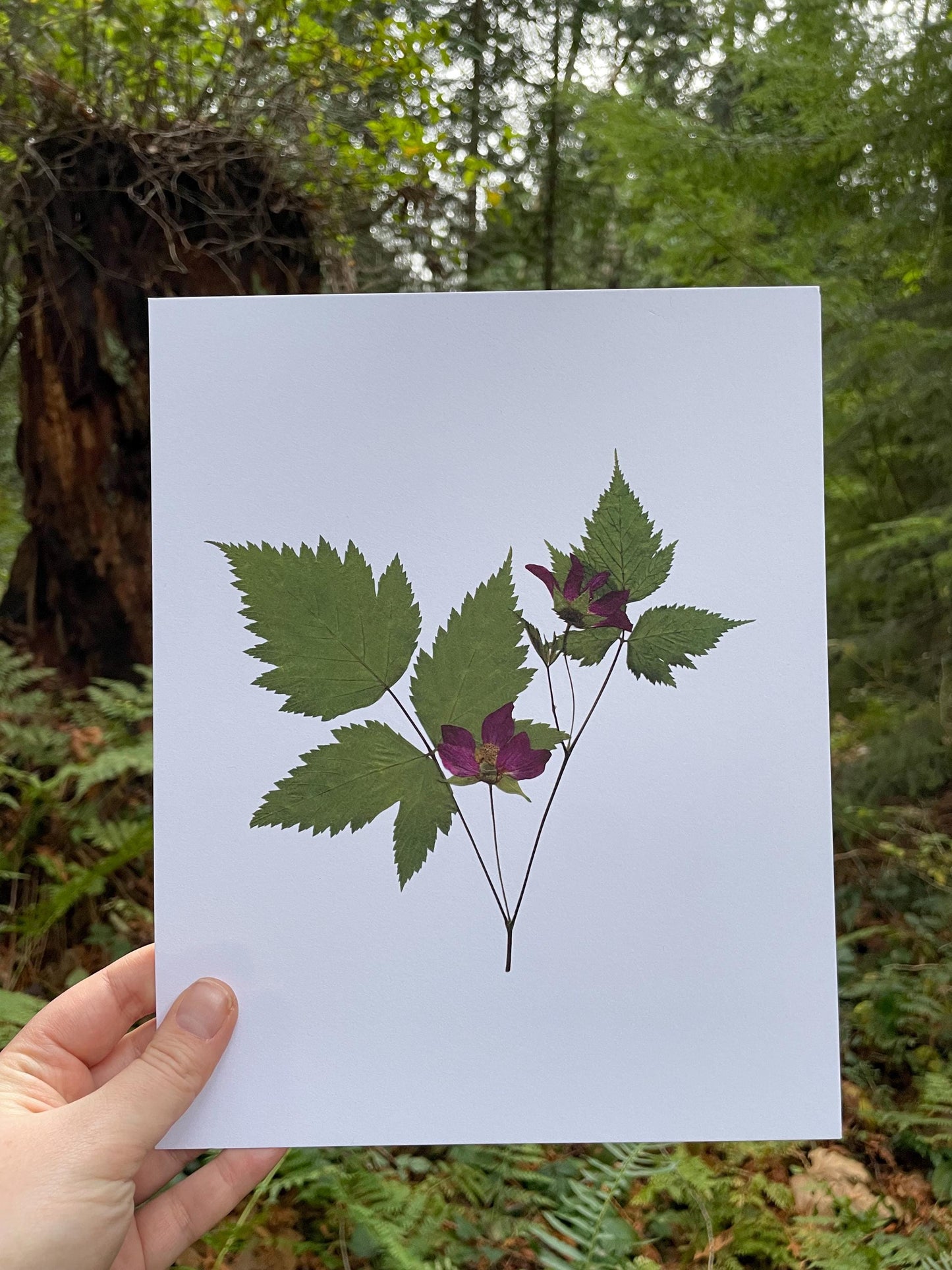 Pressed Salmonberry Flower Print | West Coast Native Plant Collection