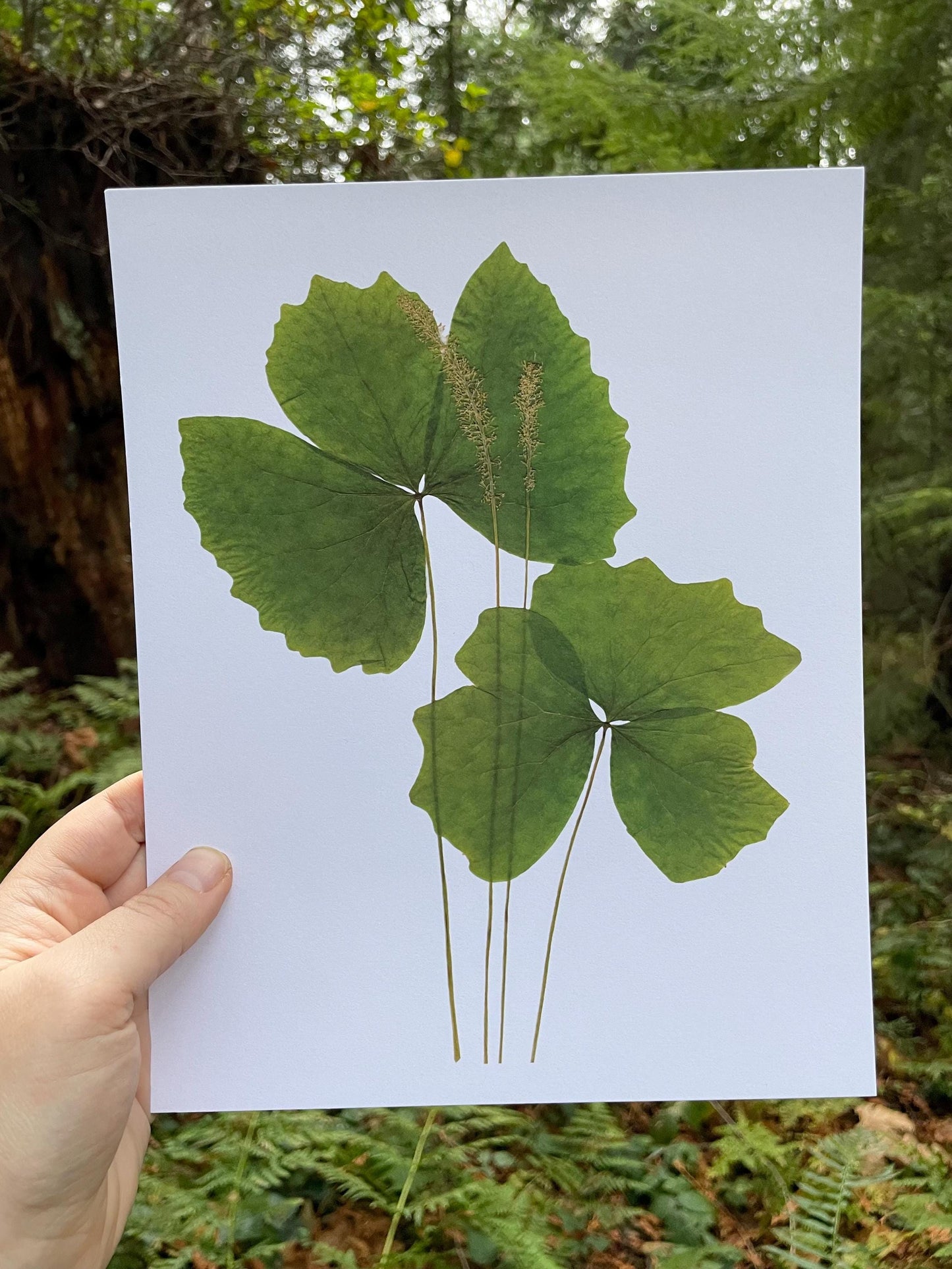 West Coast Native Plant Art Print | Vanilla Leaf Plant