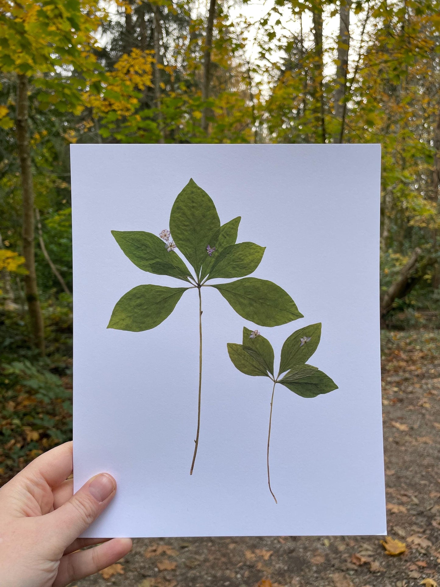 Pressed Western Starflower Art Print | West Coast Native Plant