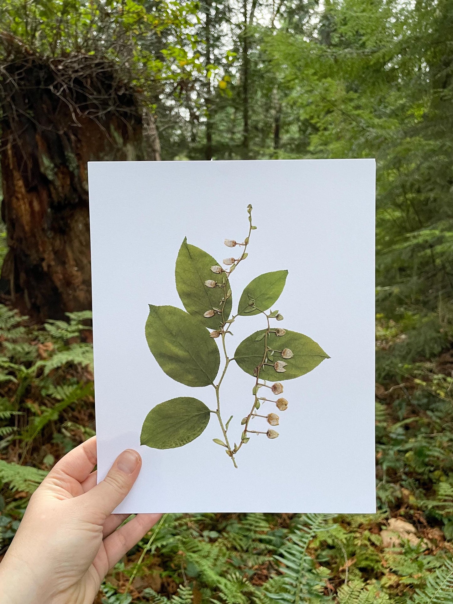 Pacific Northwest Art Print - Pressed Salal Leaves & Flowers