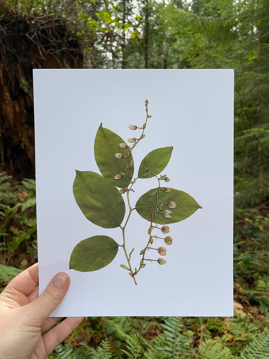 pressed salal art print, shown being held in a pacific northwest forest