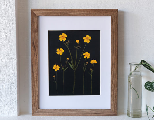 Pressed buttercup art print on black background.