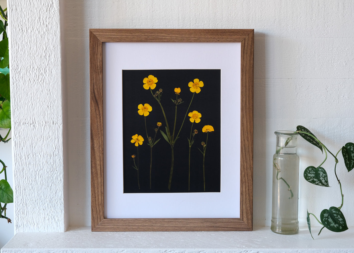 Buttercup Garden Pressed Botanical Art Print with Black Background