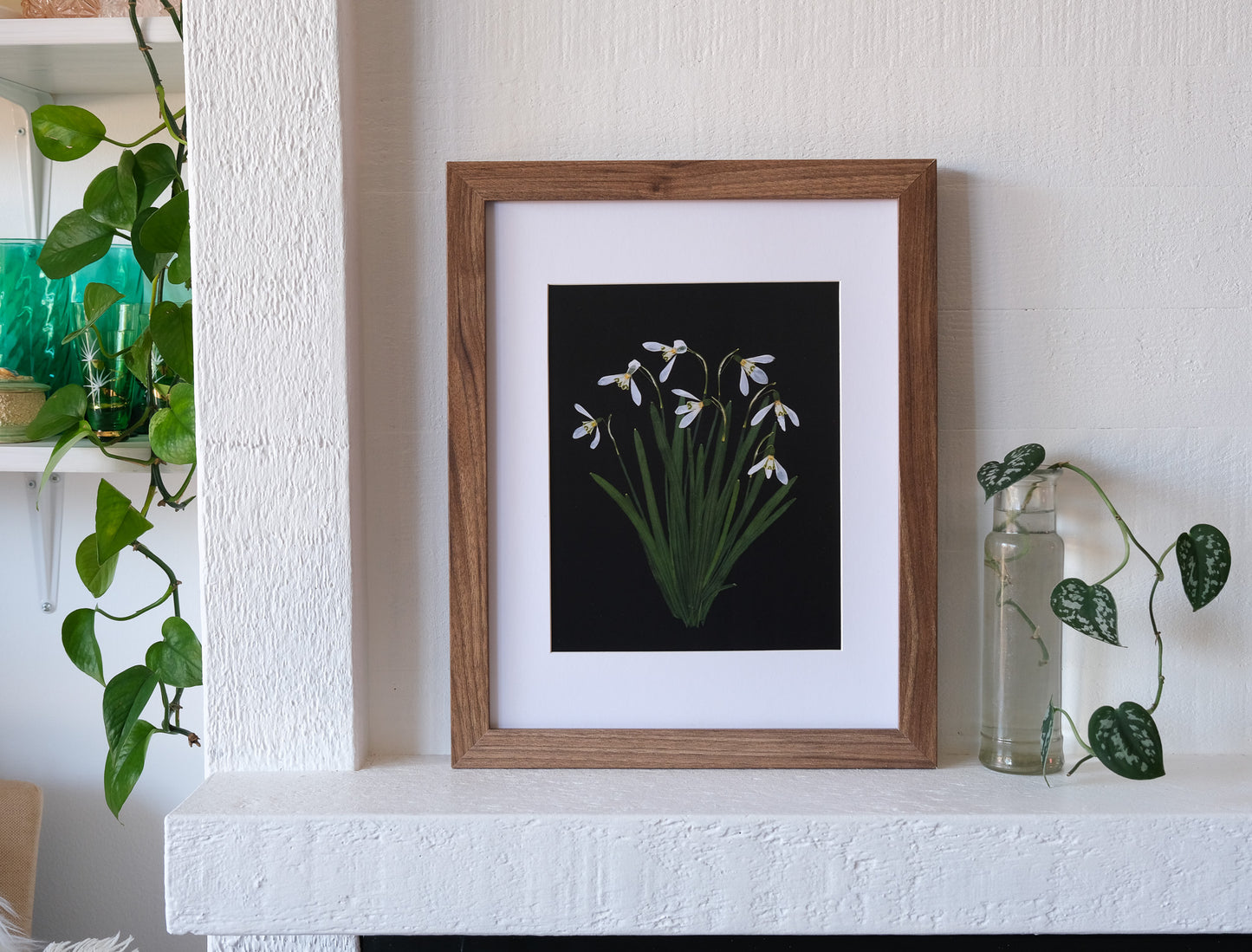 Snowdrop Pressed Flower Art Print with Black Background