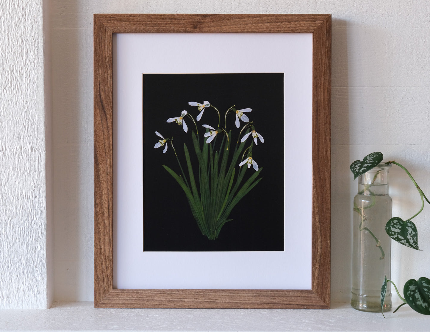 Snowdrop Pressed Flower Art Print with Black Background