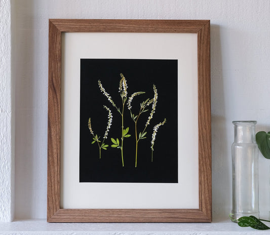 White sweet clover pressed 8x10 art print on a black background. 