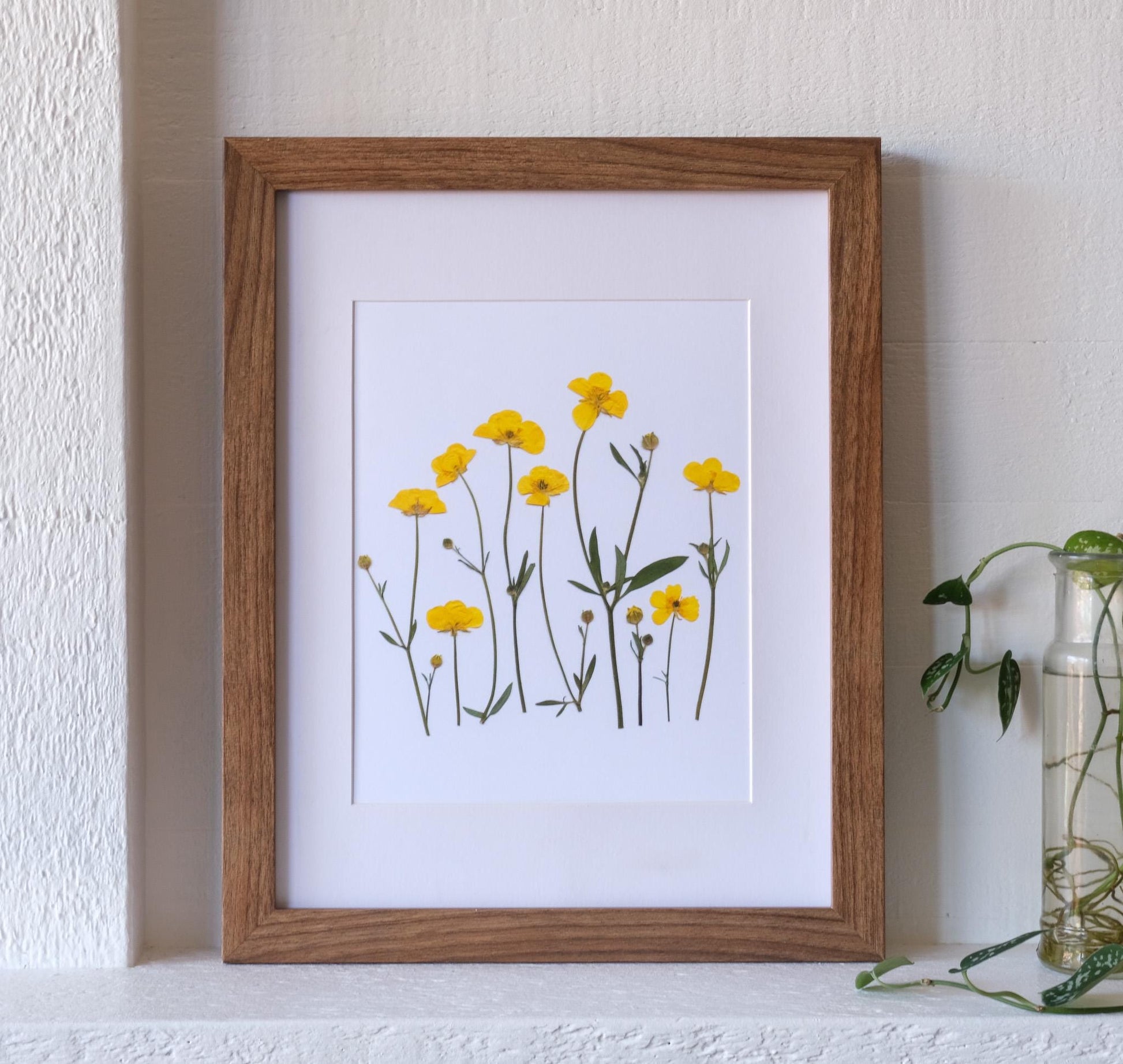 pressed buttercup flower print on white background. Shown framed on a mantle for display. 