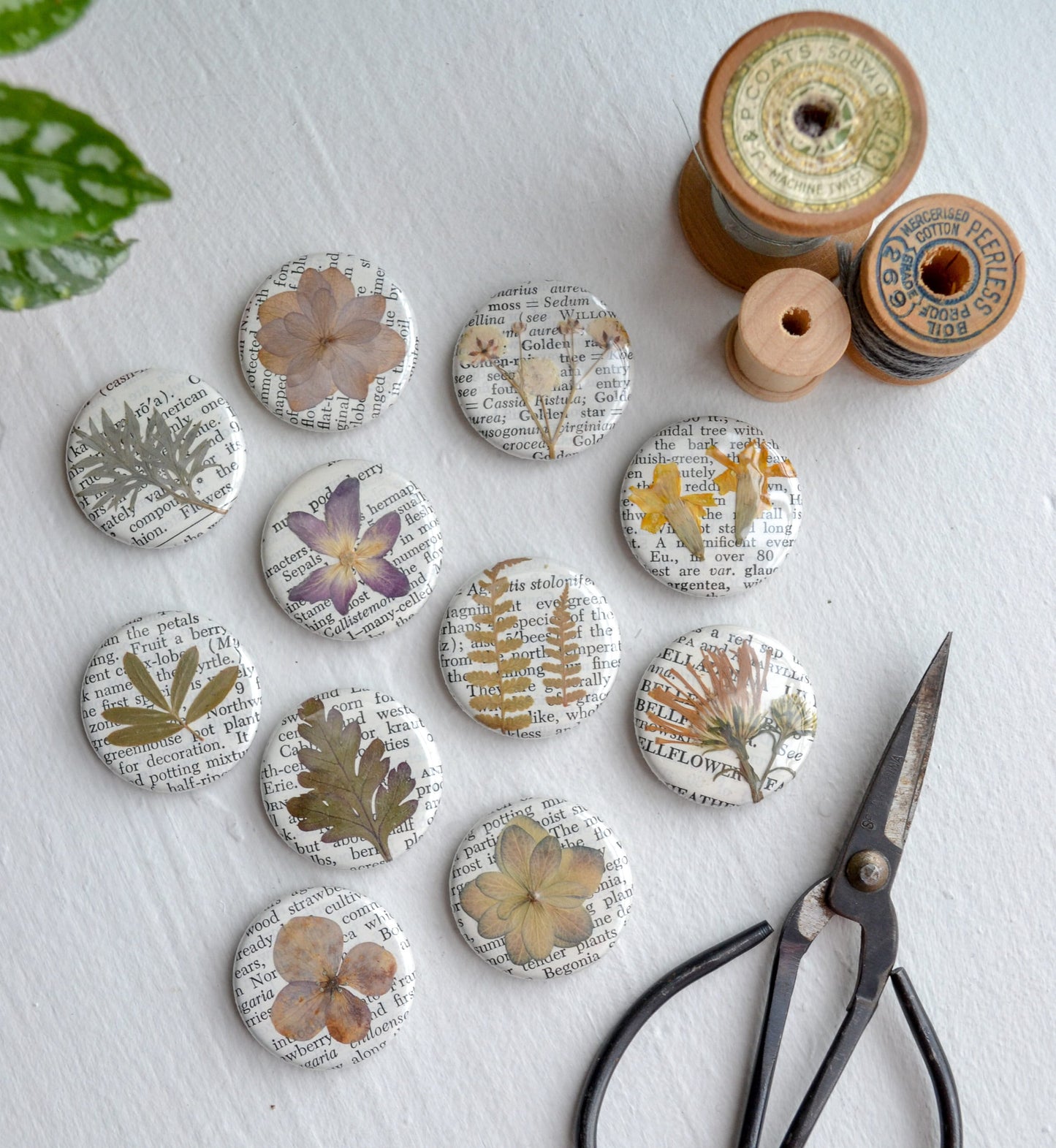 Set of Five Real Pressed Flower Magnets