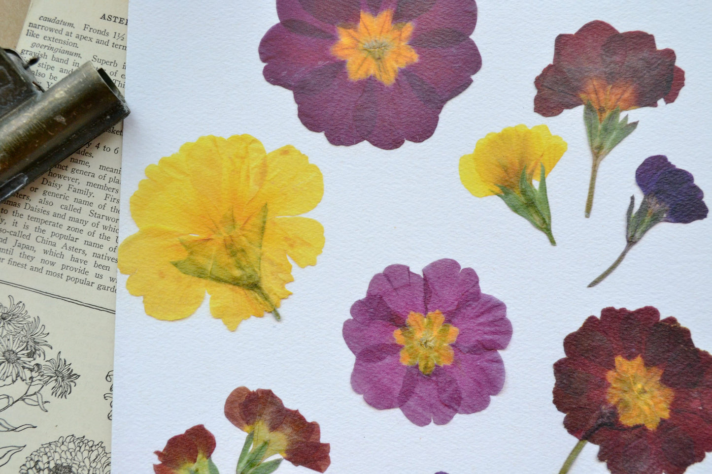 Primrose Pressed Flower Art Print | 8x10