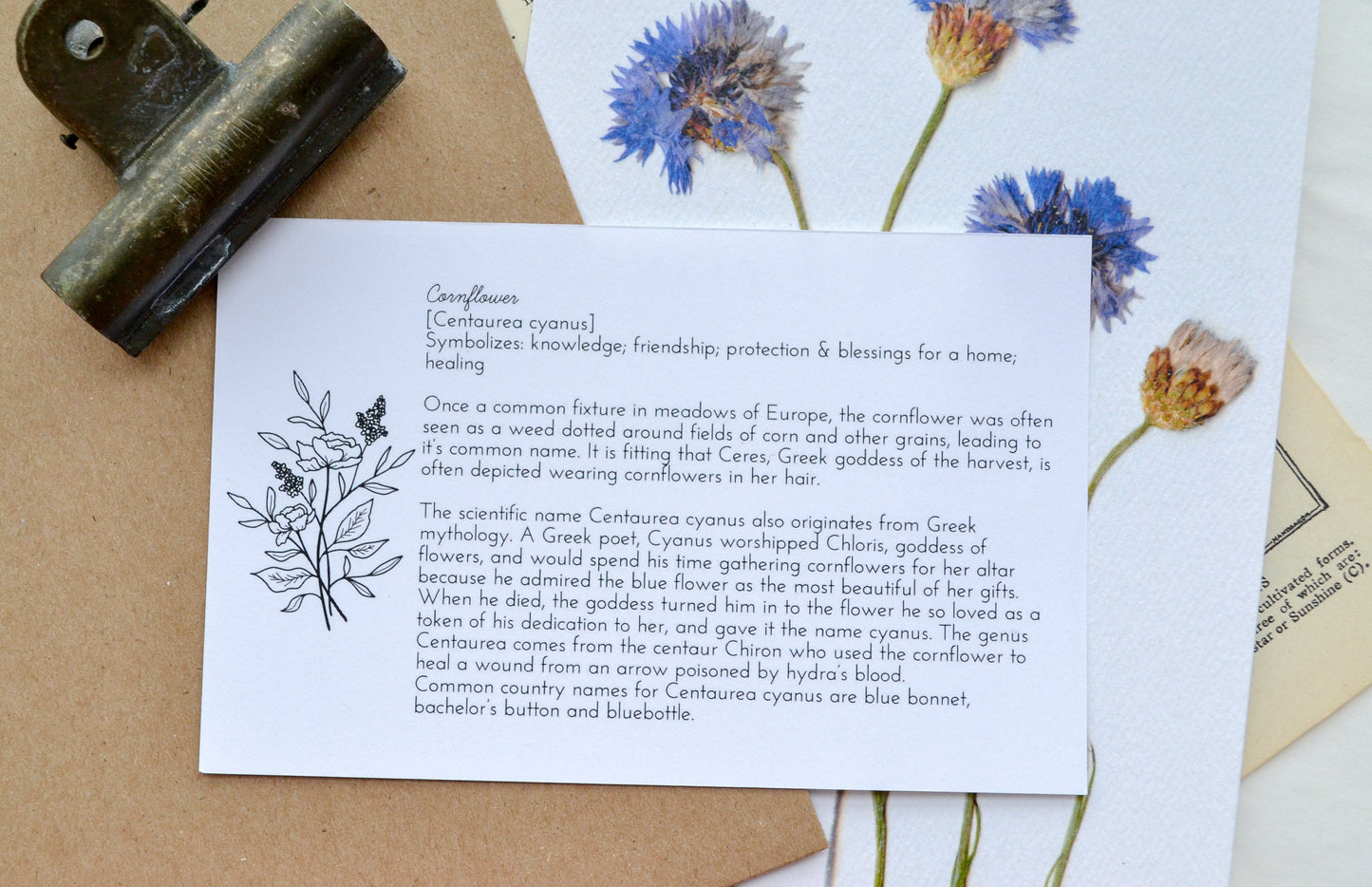 Cornflower Pressed Flower Art Print | 8x10