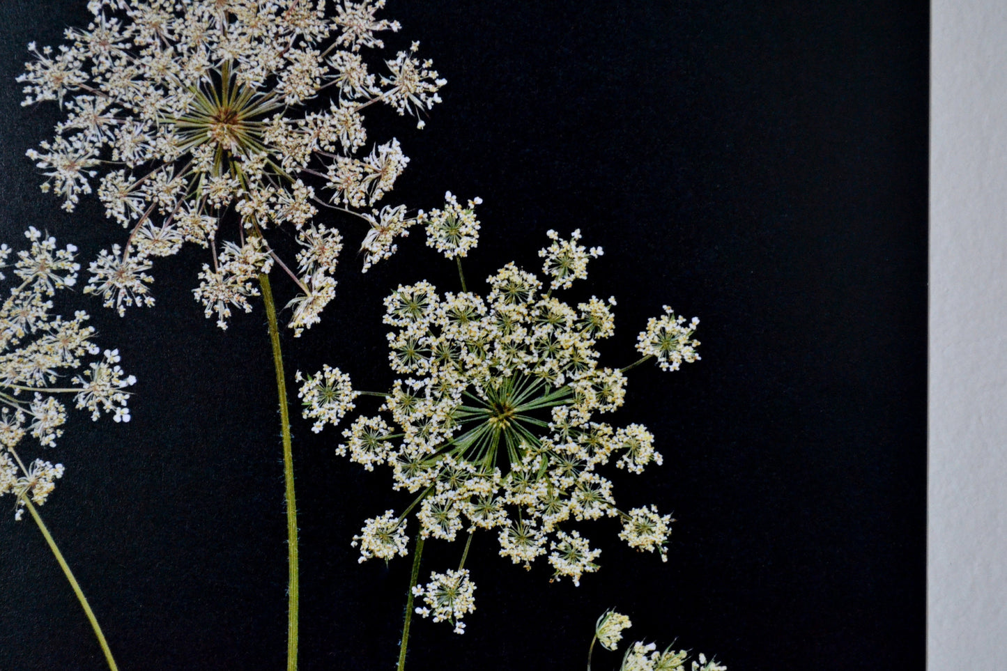 Queen Anne's Lace Pressed Flower Print | 8x10