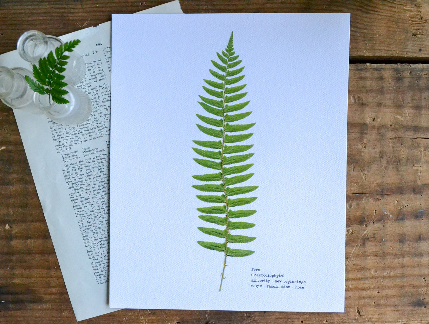 Single Pressed Fern Frond Print | 8 x 10