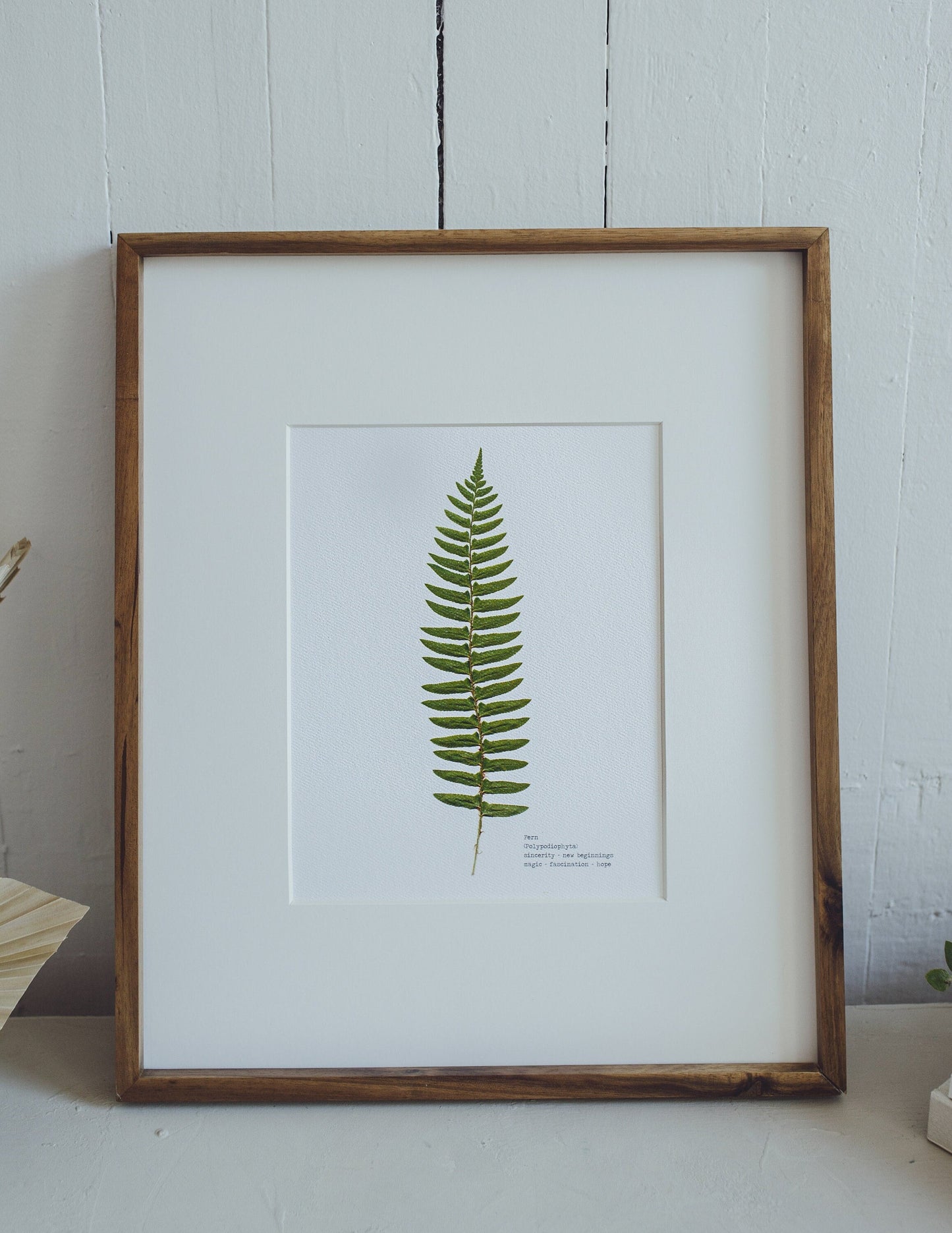 Single Pressed Fern Frond Print | 8 x 10