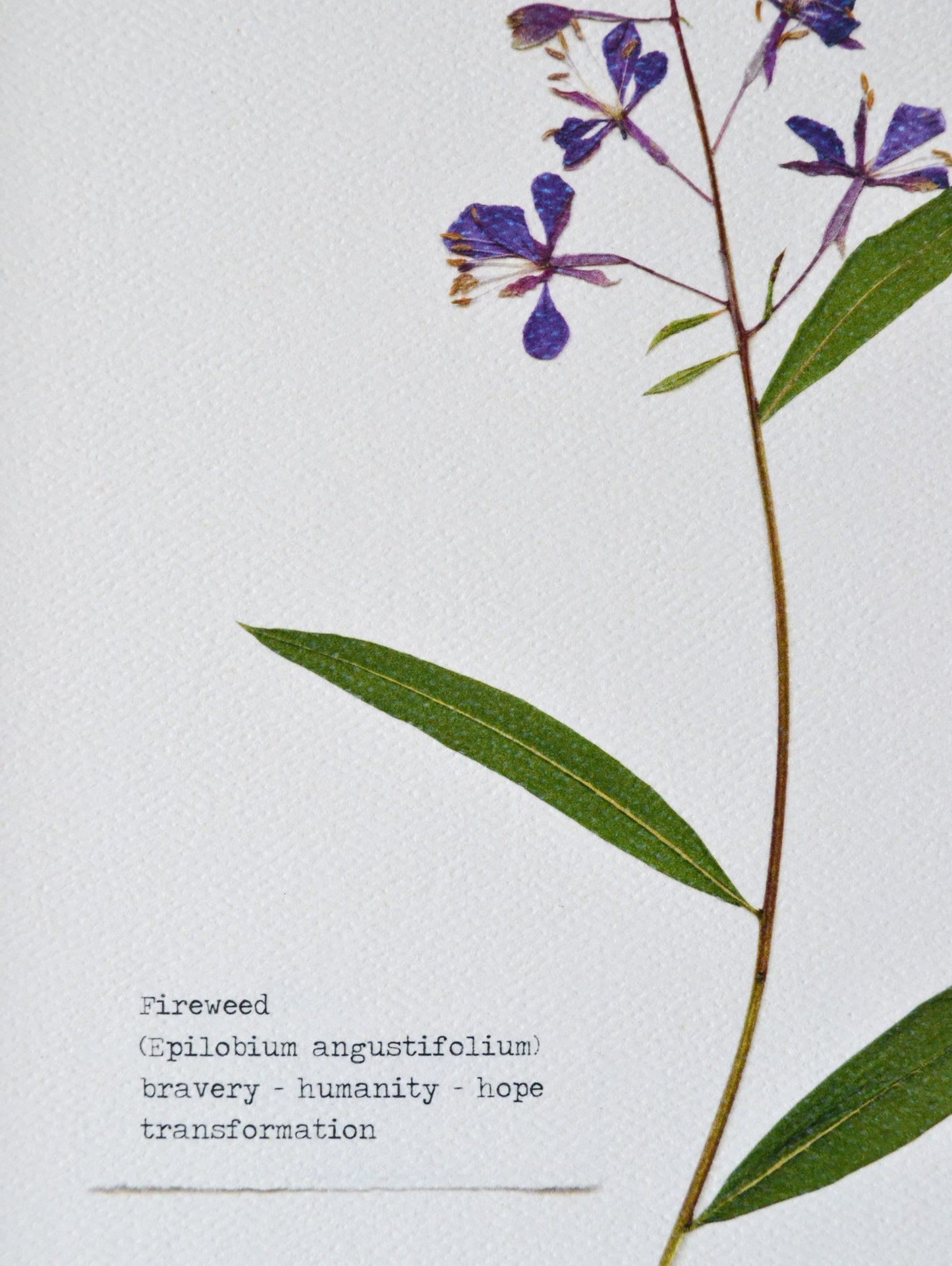 Fireweed Pressed Flower Print | 8 x 10