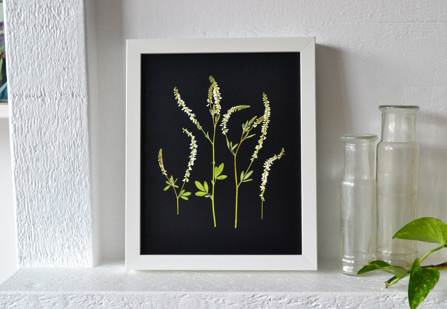 White Sweet Clover Pressed Flower Print | 8x10