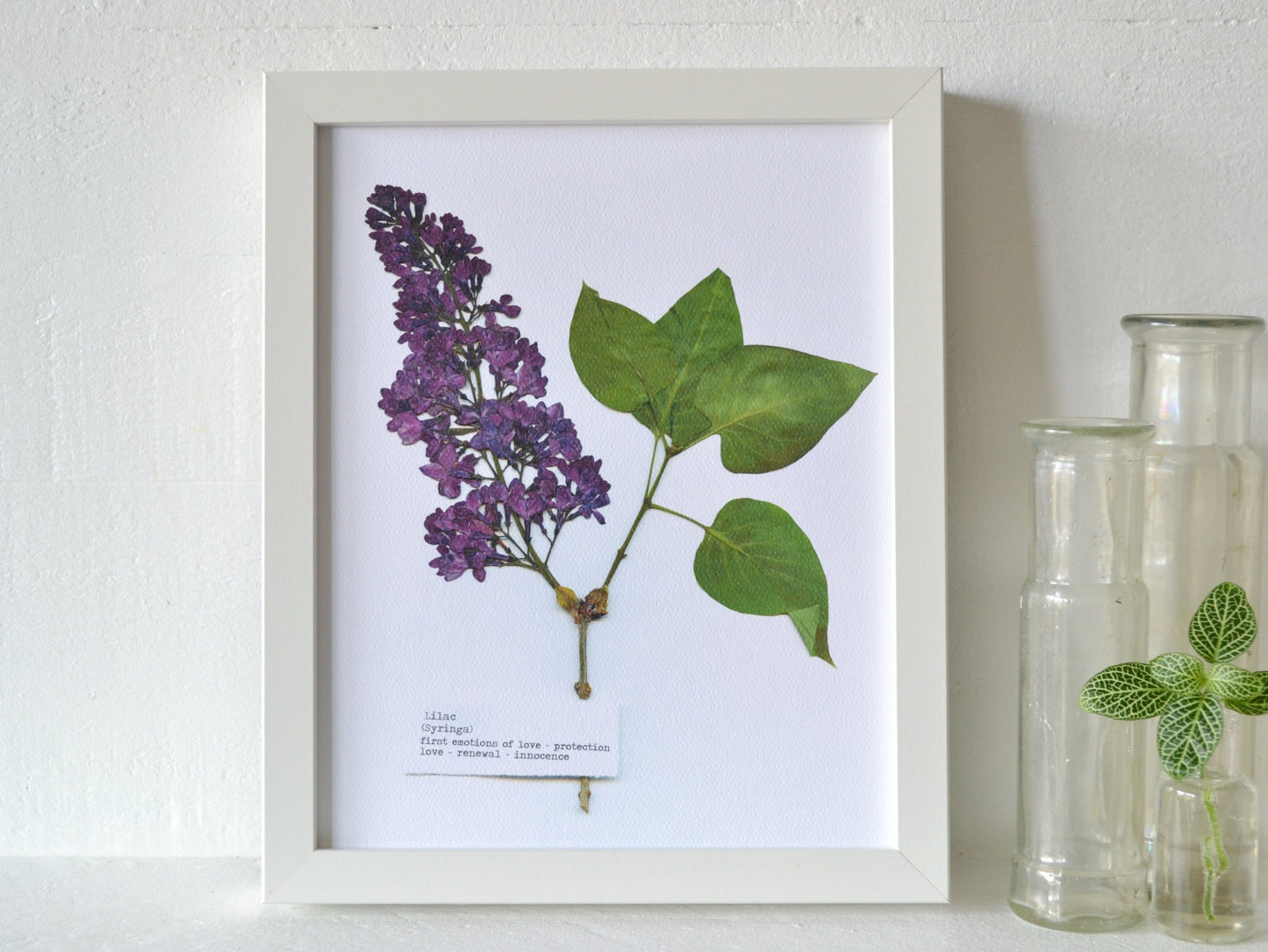 Pressed Purple Lilac Flower Print | 8x10