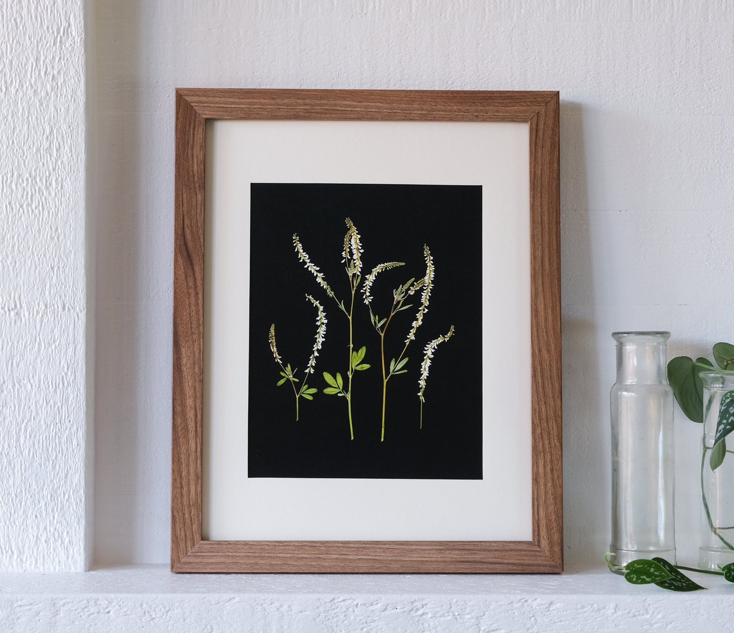 White Sweet Clover Pressed Flower Print | 8x10