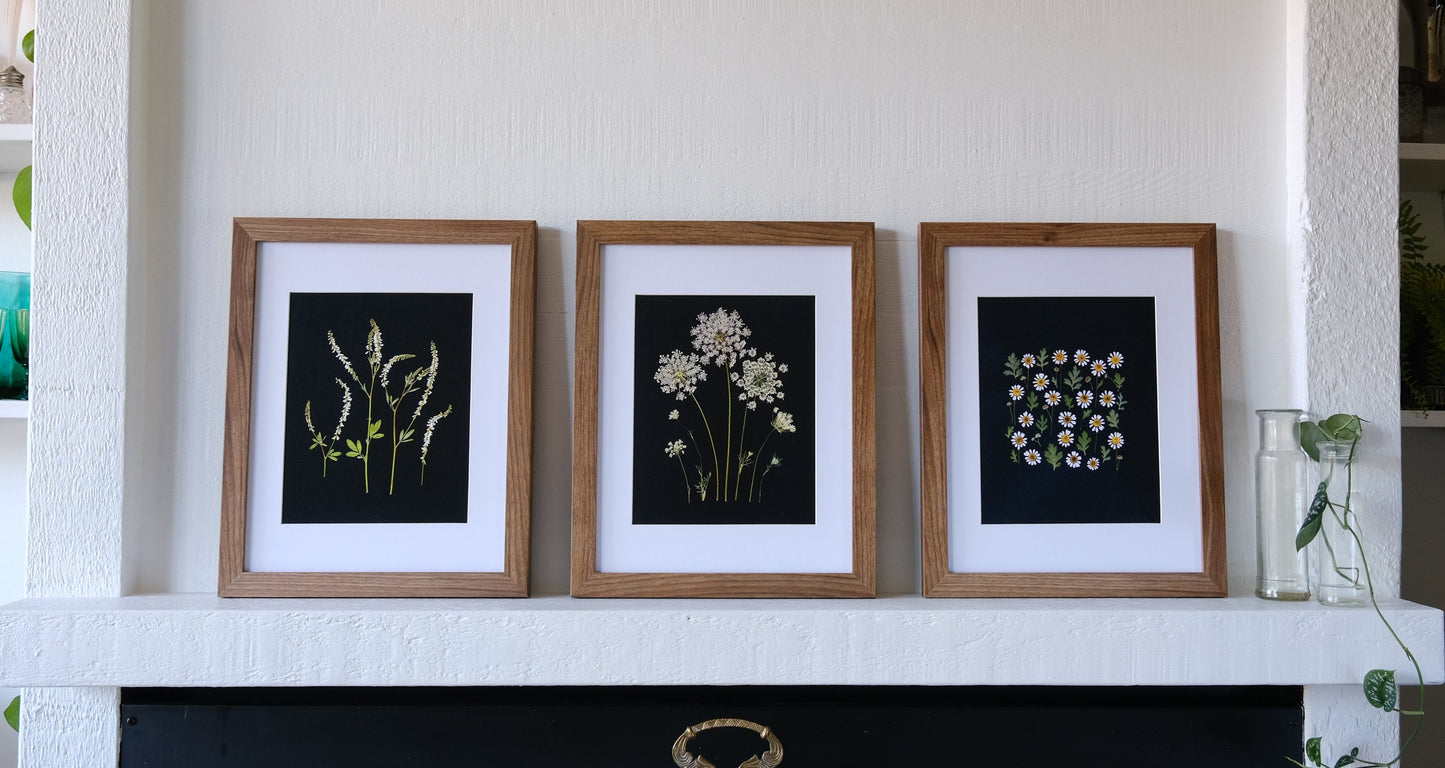 Red Clover Pressed Flower Print on Black Background | 8x10