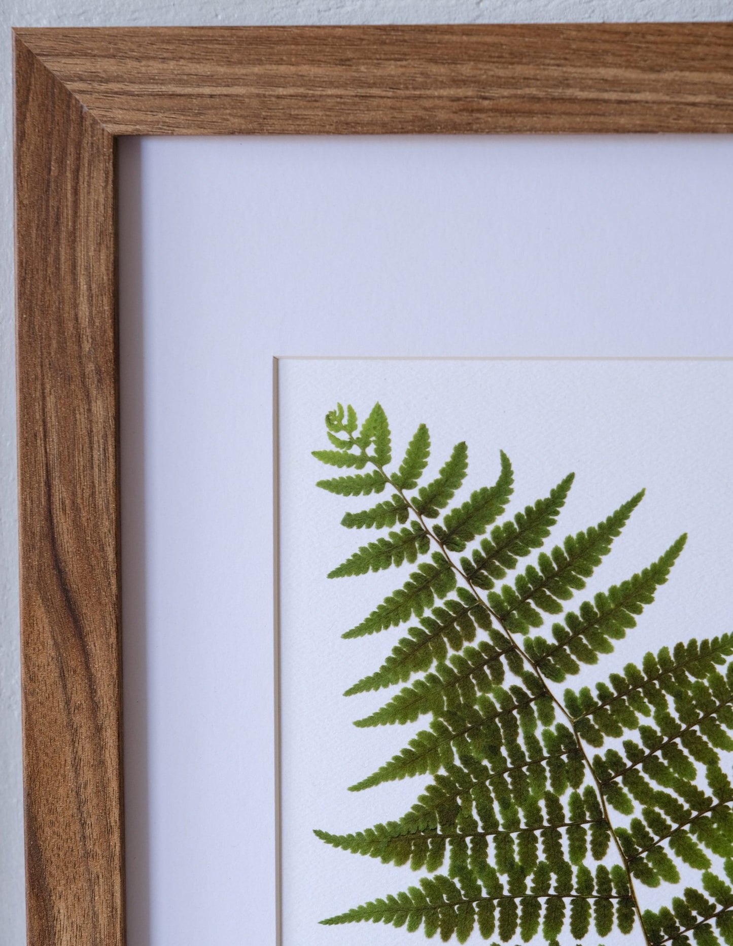 Woodland Fern Print | 8x10