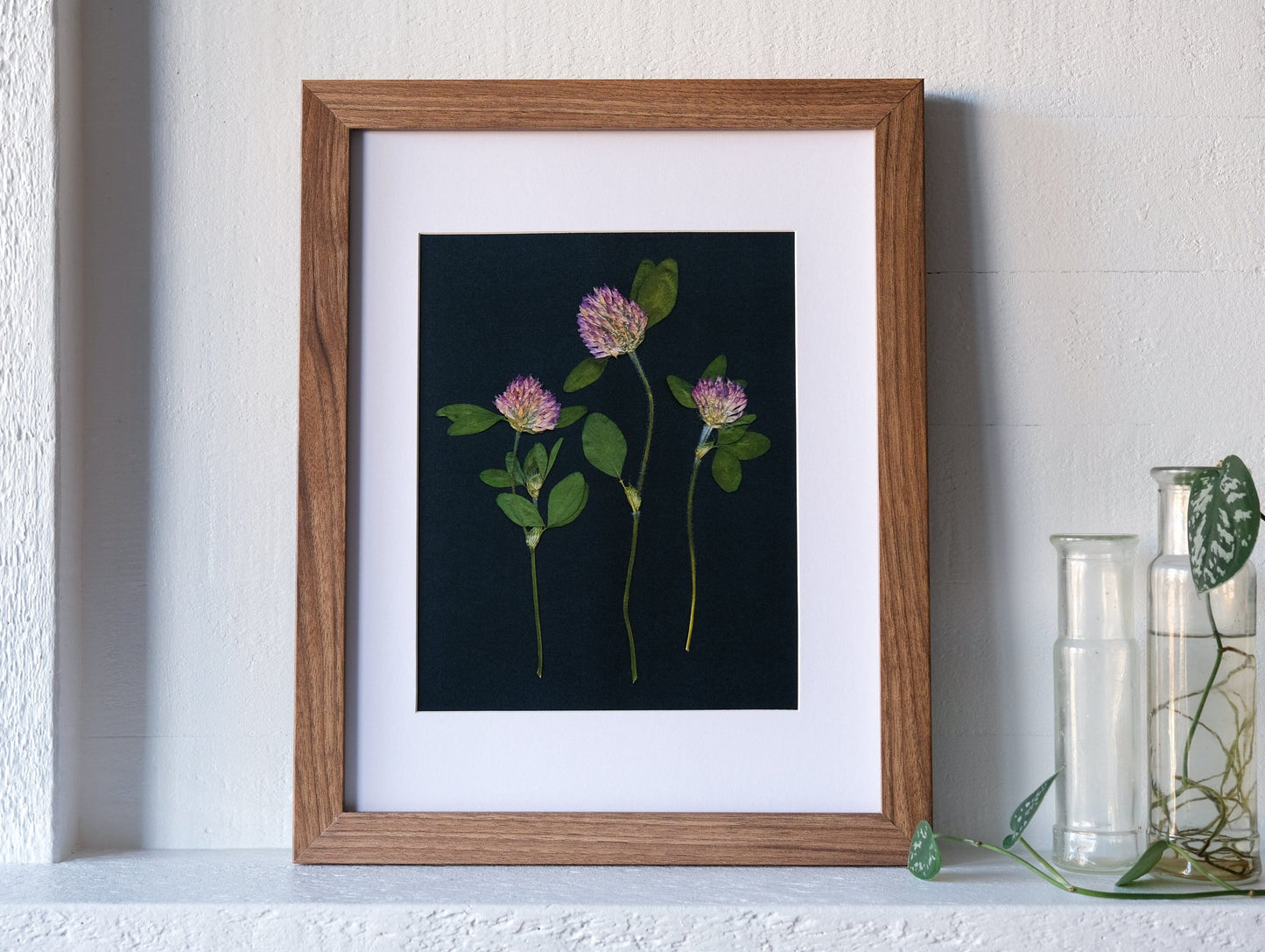 Red Clover Pressed Flower Print on Black Background | 8x10