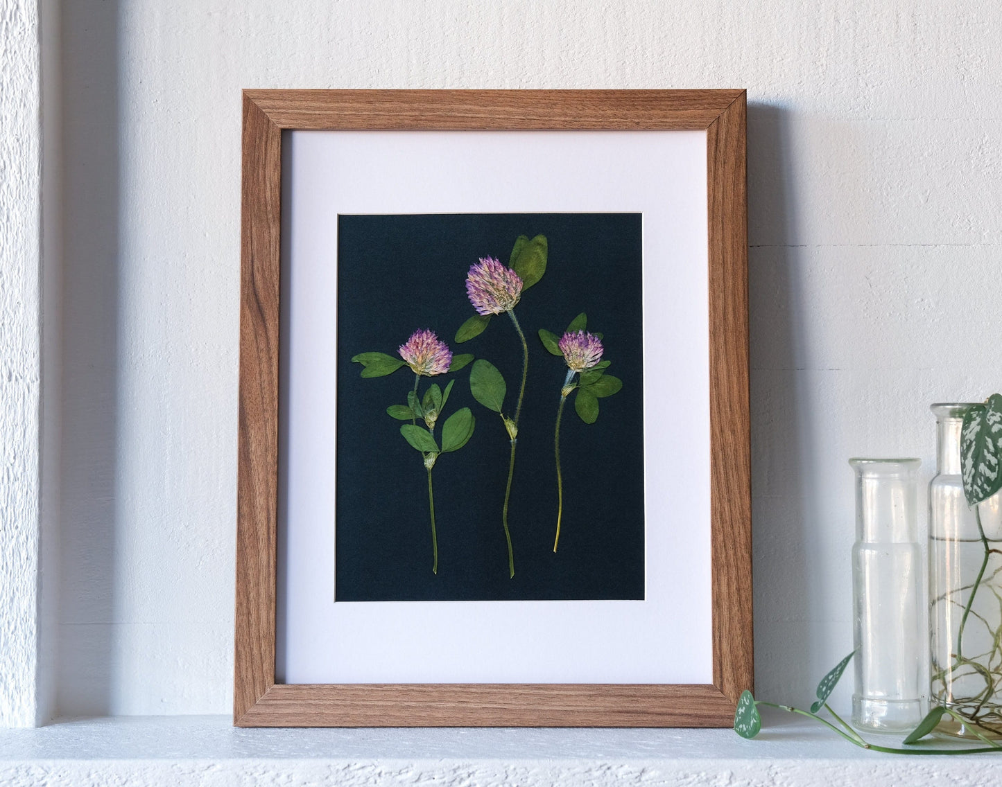 Red Clover Pressed Flower Print on Black Background | 8x10