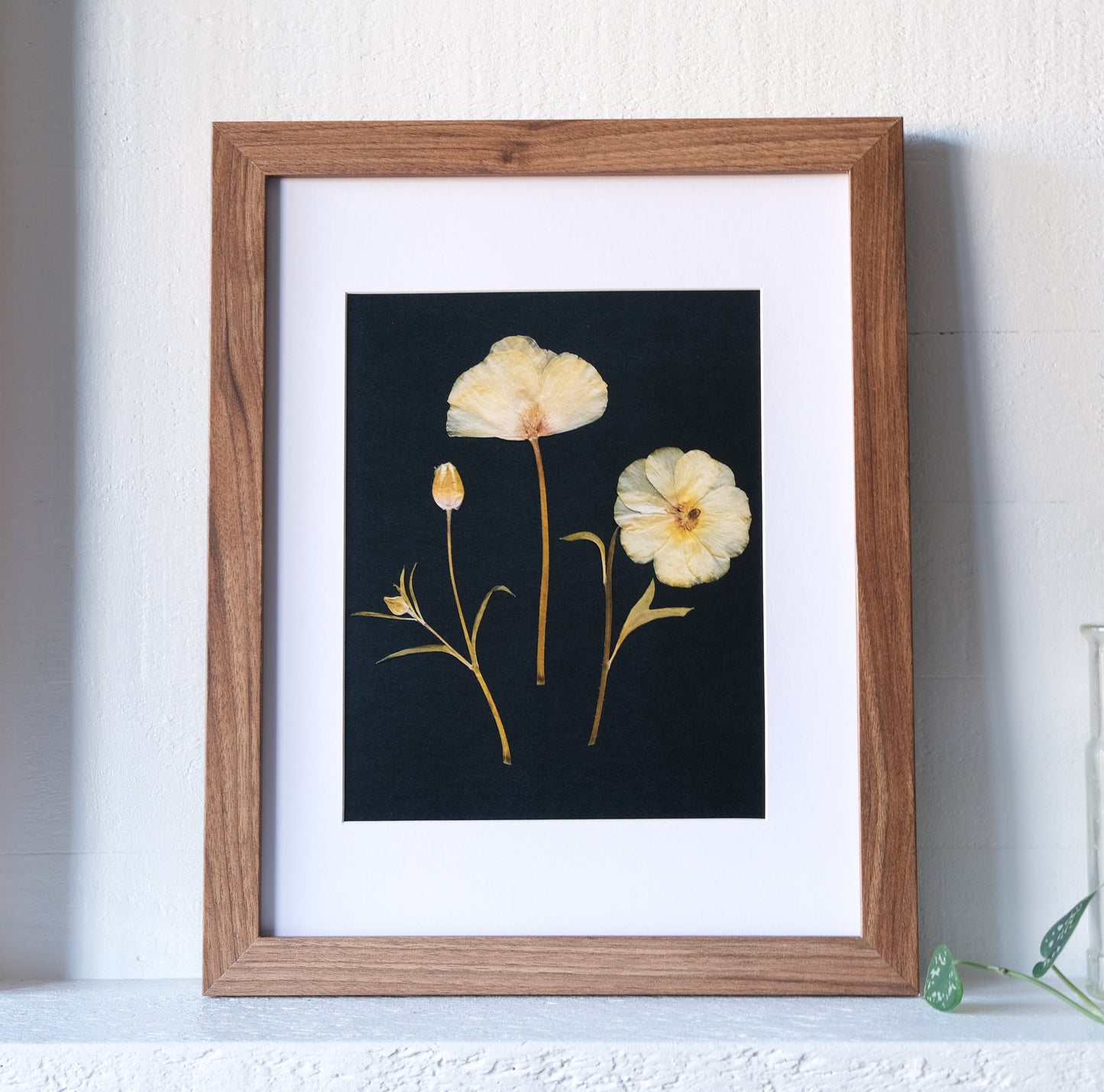 Yellow Ranunculus Trio Pressed Flower Print | 8x10