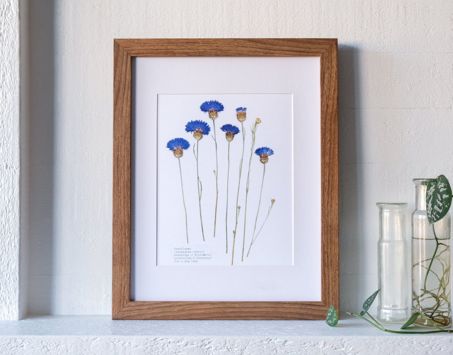 Pressed flower art print showing a group of 6 blue cornflowers that have been pressed an arranged in a herbarium style. The flower name and language of flowers symbolism is typed in the bottom left of the print. Print is displayed on a mantle with a wooden frame and white matte boarder. 