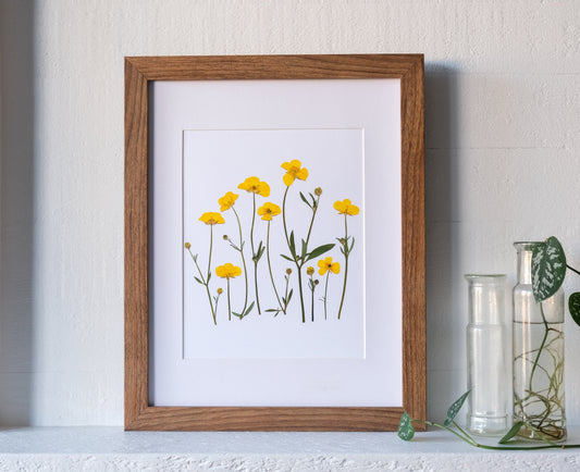 pressed flower art print of a group of pressed, yellow buttercup flowers in various lengths, reminiscent of flowers growing in a garden or field