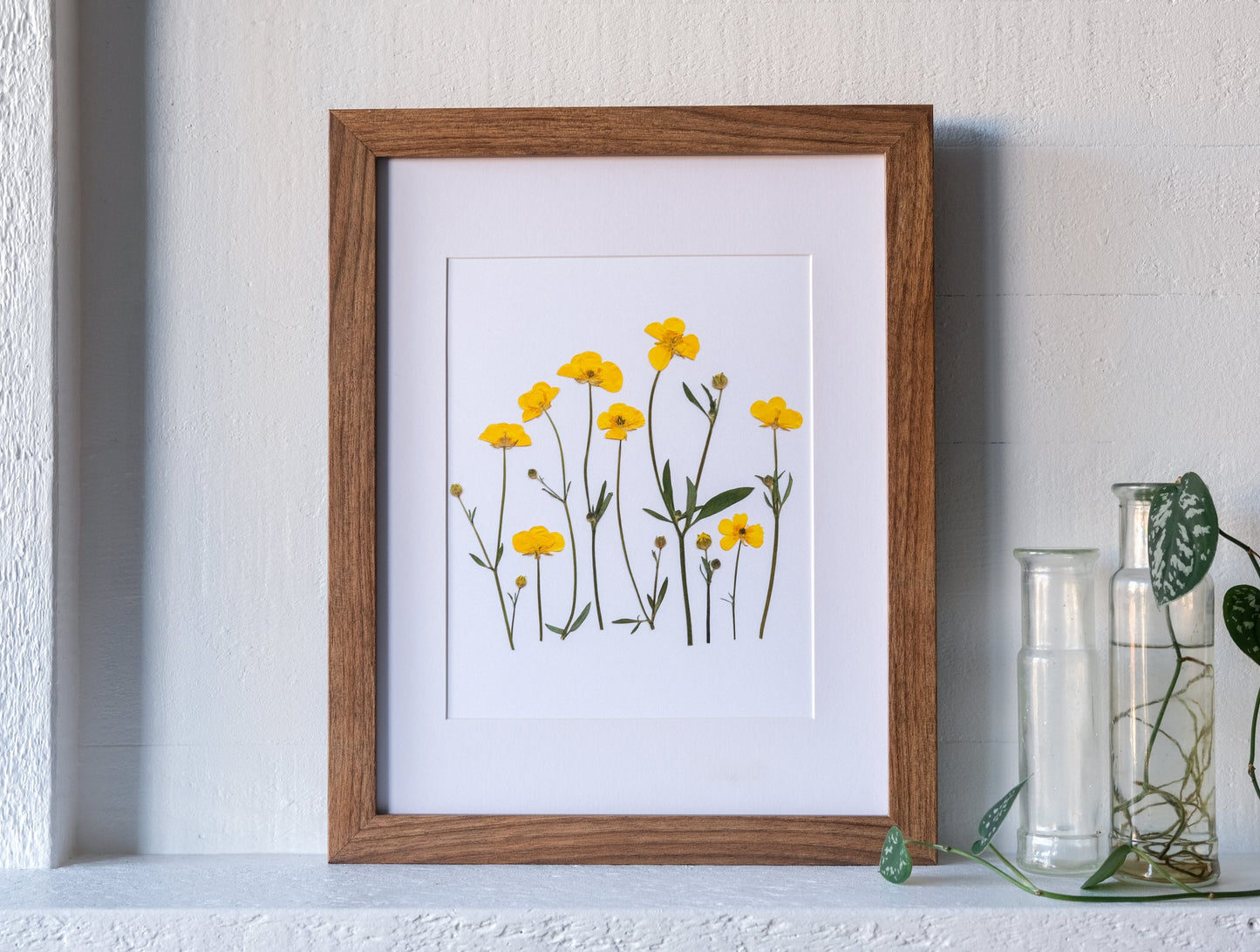 Pressed Buttercup Flower Art Print | 8x10