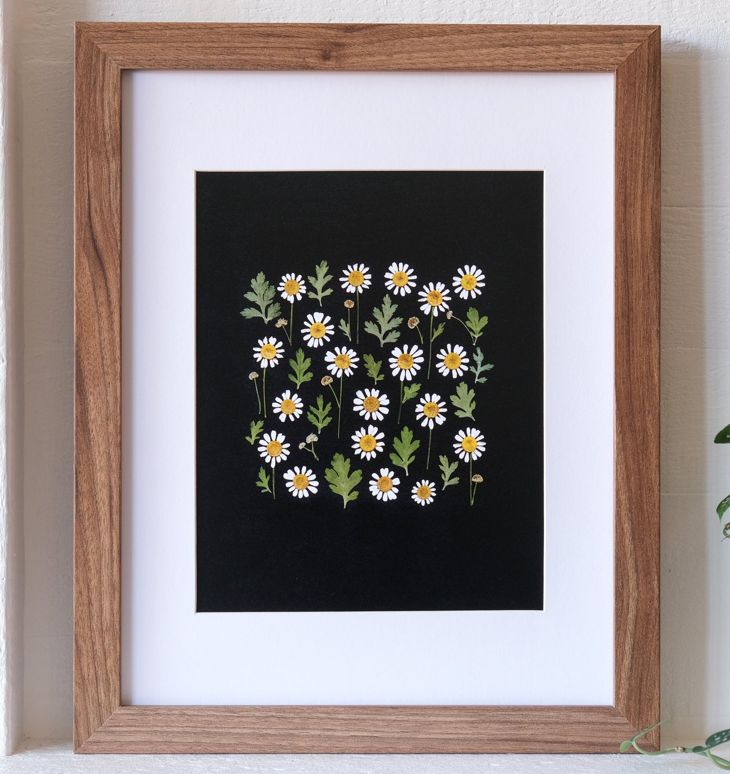 Feverfew (Wild Chamomile) Pressed Flower Print - 8x10