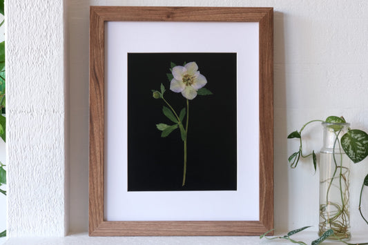 Pressed Hellebore Flower Art Print with Black Background - 8x10"