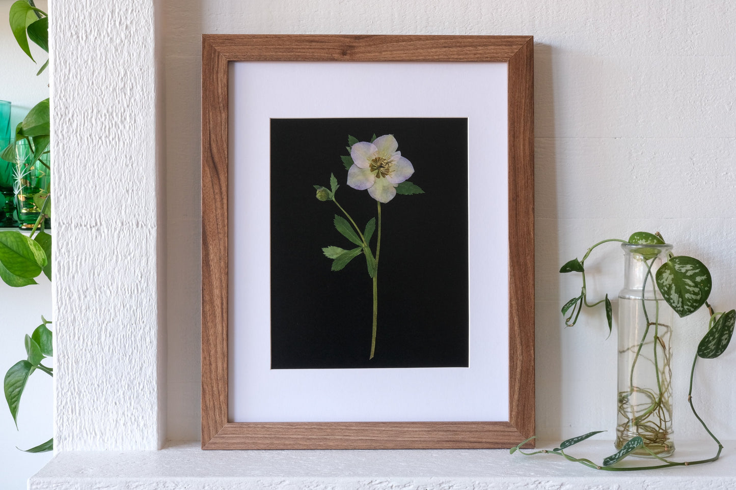 Pressed Hellebore Flower Art Print with Black Background - 8x10"