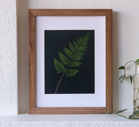 Pressed Fern Print on Black Background | 8x10