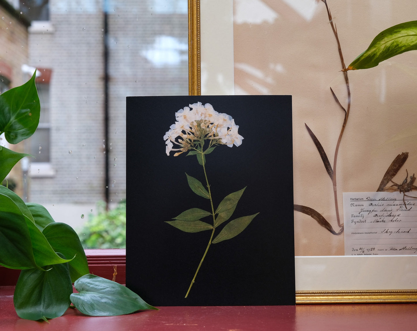 White Phlox Pressed Flower Print on Black Background | 8x10