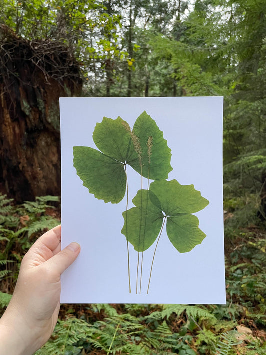 West Coast Native Plant Art Print | Vanilla Leaf Plant